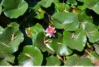 Photo Texture of Nature